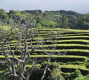 Die Plantage