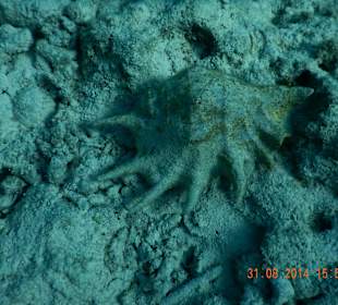 Ausflug mit Mohamed-Riesenmuschel