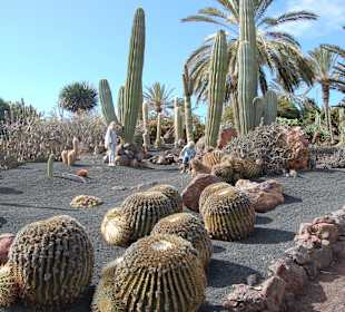 Ogród kaktusów w Oasis Parku