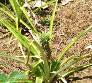 Ananas