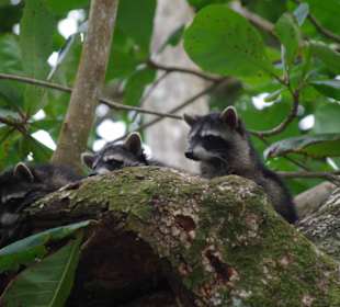 Waschbärenrasselbande