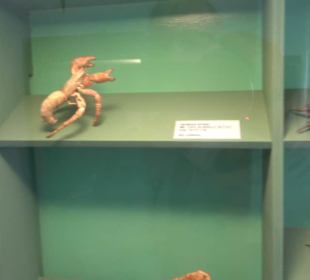 Naturhistorisches Museum