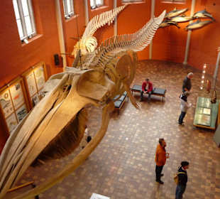 Blick auf das Walskelett