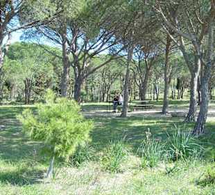 Toller Pinienwald bei Capo Ferrato