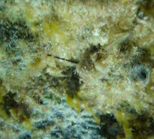 Gefährlich Gefährlich