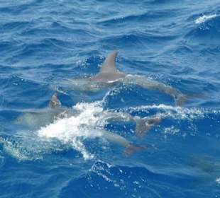 Schwimmen mit Delfinen in Marsa Alam