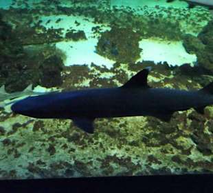 Das Haibecken des Nautiland