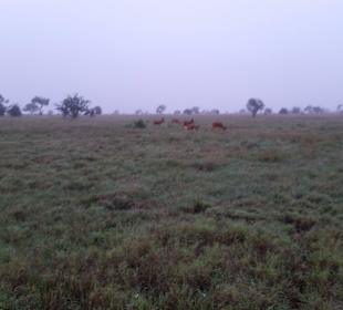 Sarova Salt Lick Game Lodge