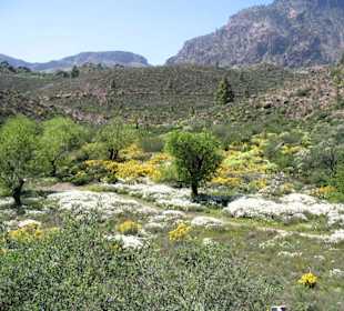 Frühling in den Bergen