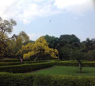 Trees in bloom in March