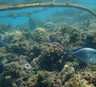 Schnorcheln am Riff
