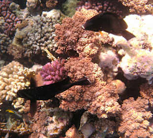 Fische im Hausriff Tulip Resort