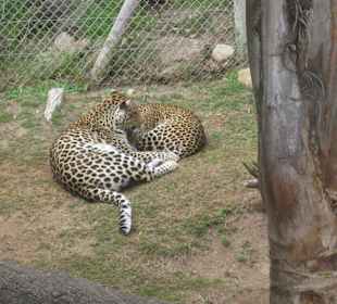 Cango Wildlife Ranch