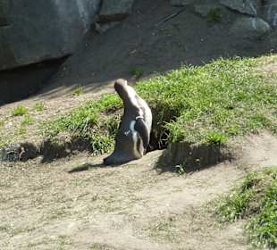 Humboldtpinguin