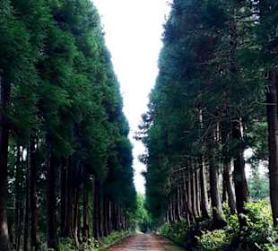 Inselrundfahrt Terceira