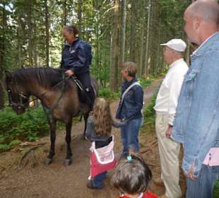 Begegnung mit einem Pferd