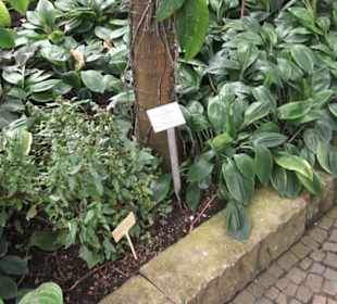 Tropenhaus - Schaugewächs -  Botanischer Garten