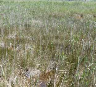 Im Parc natural de s’Albufera de Mallorca