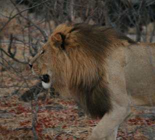 Löwe im Moremi Park