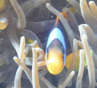 Annemonenfisch am Hausriff