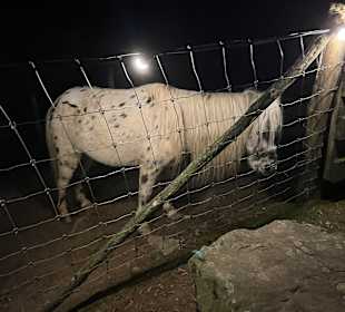 Mondo Verde Halloween