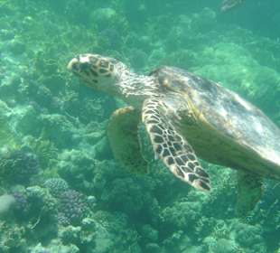 Beim schnorcheln entdeckt