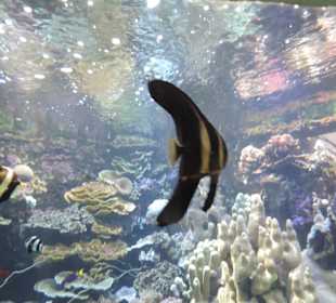Im Aquarium unterwegs