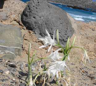 Blumen, Steine, Wasser, Sand