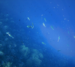 Schnorcheln Marsa Alam