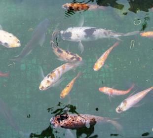 Fische im Teich am Modell Angkor Wat