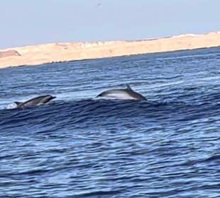 Delfinschwimmen Sharm el Sheikh