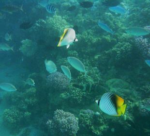 Vielfalt von Fischen