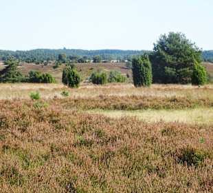 Wanderung von Undeloh durch die Heide