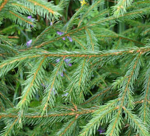 Parcul Natural Apuseni