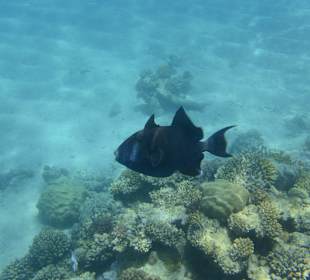 Blaustreifen - Drücker
