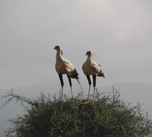 Sekretärsvögel in Tsavo West