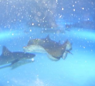 Röhren Aquarium Antalya 