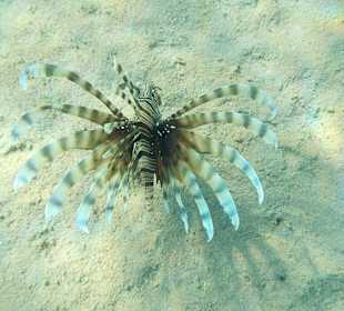 Hotel Prima Life Makadi Bay