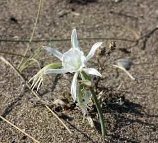 Schöne Blümen am Strand