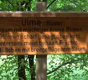 Waldlehrpfad in Tieringen