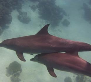 Delfine