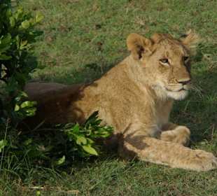 Löwenbaby in der Mara