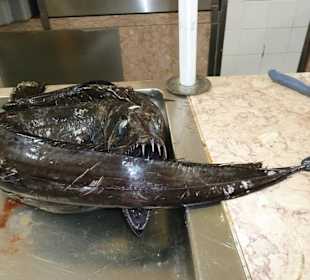 Da beißt sich der Degenfisch in`n Schwanz