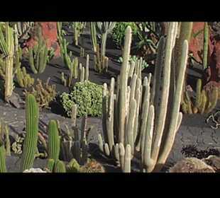 Kakteen so weit man sehen kann