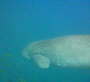 Schnorcheln Marsa Alam