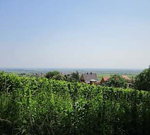 Blick in die Weinberge