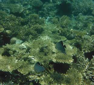 Hausriff Arabia Azur Resort