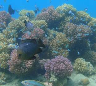 Schnorcheln Abu Soma