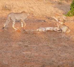 Satte Geparden