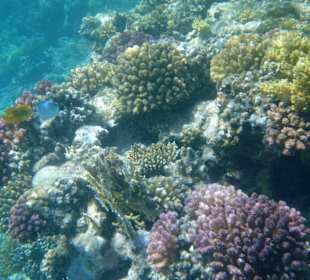 Farbenpracht im Riff